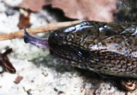 5 orvet tête veneux 16 juil 2016 006 (4).jpg