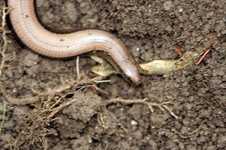 9 orvet tête p romi 1 juin 030.jpg