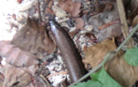 3 orvet queue veneux 16 juil 2016 006 (1).jpg