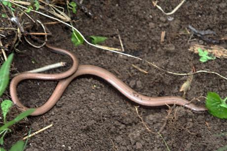 6 orvet p romi 1 juin 027.jpg