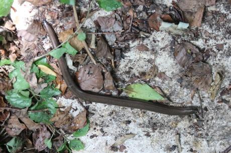 1 orvet veneux 16 juil 2016 006 (1).jpg