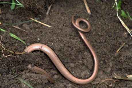 8 orvet romi 1 juin 022.jpg