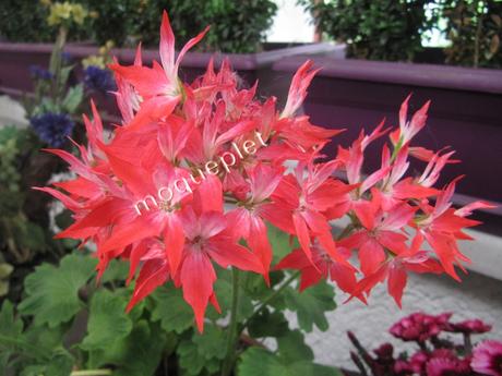 France - Un Village de l'Ain - Flaxieu-1