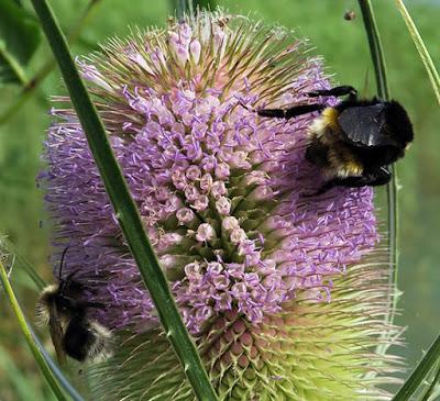 Pour rompre le cou à quelques idées reçues