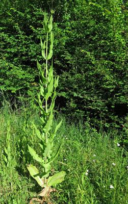 Pour rompre le cou à quelques idées reçues