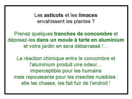 Divers - Concombre ...fou....