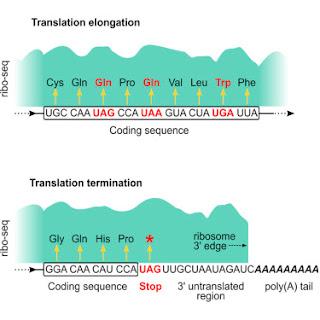#Cell #codegénétique #traduction #terminaison #codonstop Codes Génétiques sans Codon Stop Dédié : Terminaison de Traduction Contexte-Dépendante