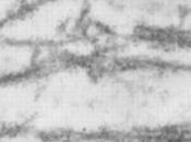 CICATRISATION: secret collagène remodelage tissulaire NIH- PNAS