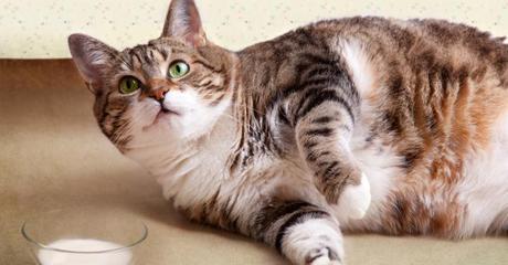 Astuces pour faire maigrir son chat  Fondation 30 Millions d'Amis