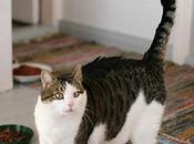 astuce pour faire maigrir chat