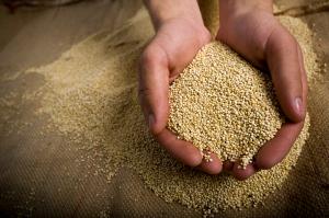 cuisiner le quinoa bio