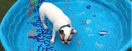 dog-piscine