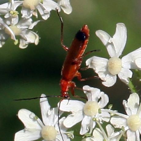 berce bestiole rouge 23 juillet 2008 029.jpg
