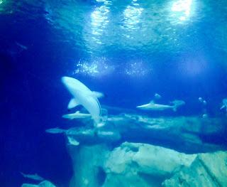 Aquarium de Paris : entre requins et coloriages animés