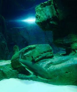 Aquarium de Paris : entre requins et coloriages animés