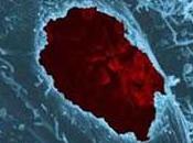 IST: spray nasal contre chlamydia Vaccine