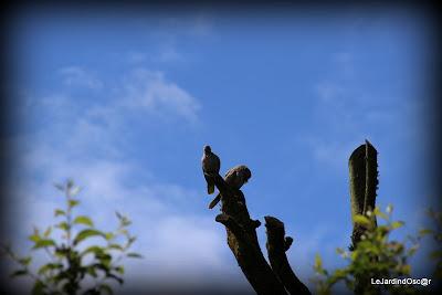 Eté au jardin d'Oscar...