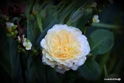 Eté au jardin d'Oscar...