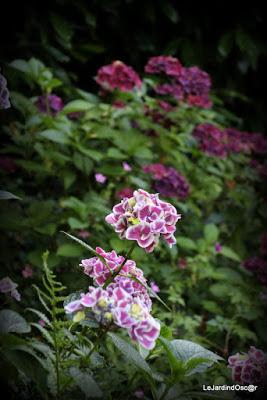 Eté au jardin d'Oscar...