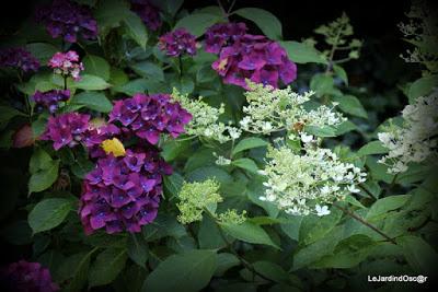 Eté au jardin d'Oscar...