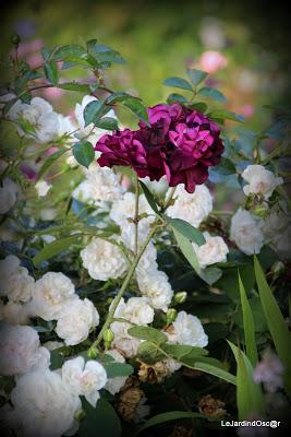 Eté au jardin d'Oscar...