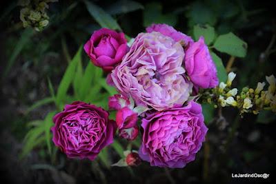 Eté au jardin d'Oscar...