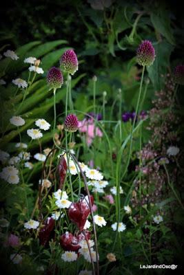 Eté au jardin d'Oscar...