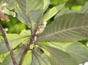 Eriobotrya japonica, premiers fruits