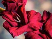 fait bouquet, aujourd'hui avec glaïeuls