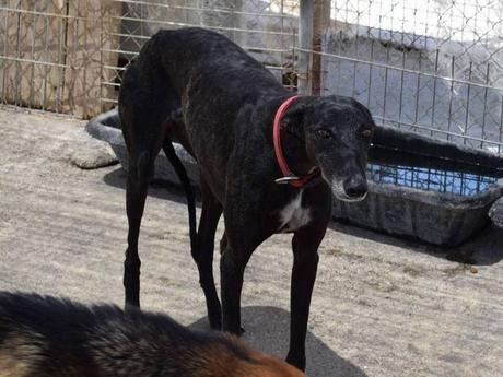 Urgence pour Mélody galga noire à l'adoption ches sos chiens galgos