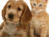 Être affaire devenir chef d’orchestre