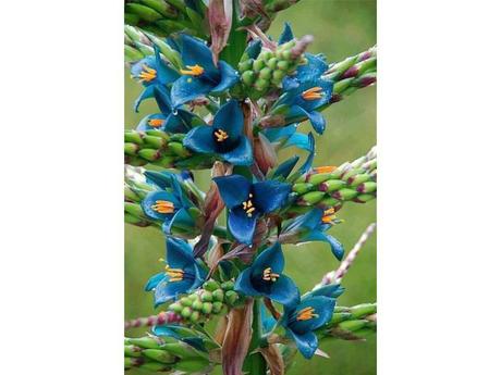 Divers -  les plus belles fleurs - 2 