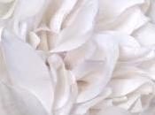 Eglise_St-Sauveur_2014-07