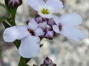 Ibéris Viollet (Iberis intermedia subsp. violletii)