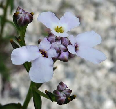 Ibéris de Viollet (Iberis intermedia subsp. violletii)