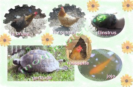 Divers - quelques animaux