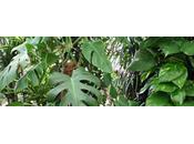 Problèmes d’arrosage plantes pendant vacances