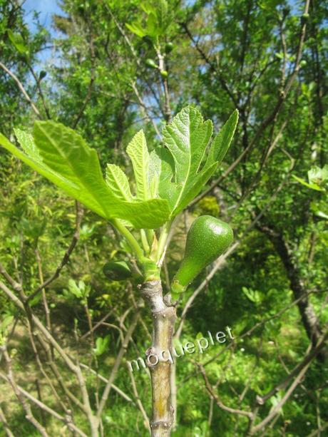Divers - les arbres fruitiers