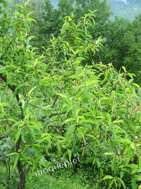 Divers - les arbres fruitiers