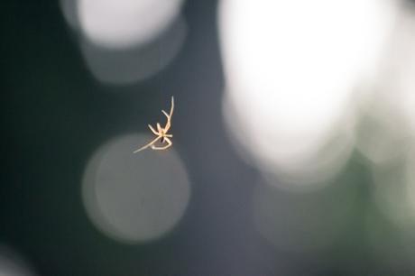 6 conseils pour soigner la phobie de araignées !