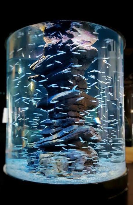 Aquarium 1