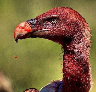 540° Attentats : Un festin pour les vautours...