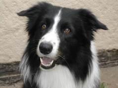 border-collie-u1