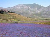 milliers fleurs dans village Castelluccio Norcia Italie