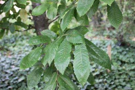 castanea veneux 30 juil 2016 004.jpg