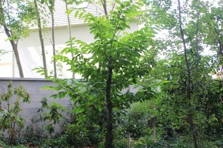 castanea veneux 30 juil 2016 002.jpg