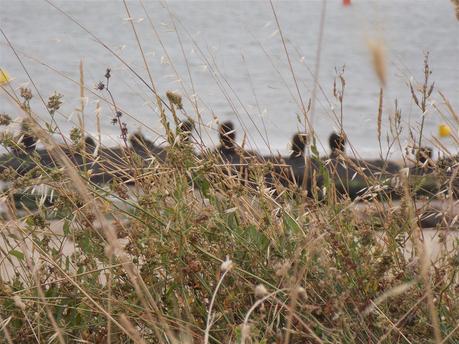 en traçant des chemins sur la mer