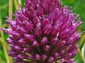 tête ronde (Allium sphaerocephalon)