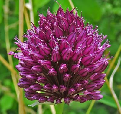 Ail à tête ronde (Allium sphaerocephalon)