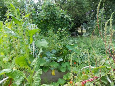 Promenade dans mon jardin bio, en permaculture, fin juillet